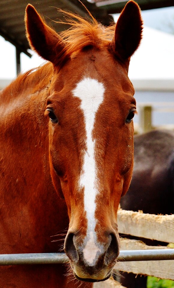 Animal brown horse head