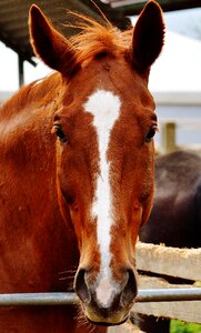 Animal brown horse head