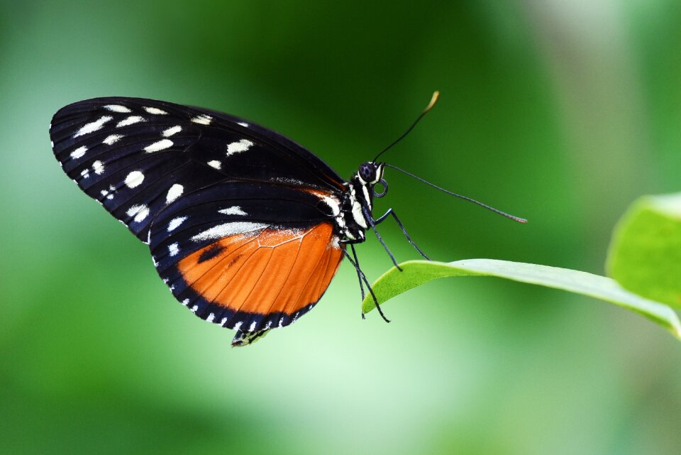 Wings nature macro photo