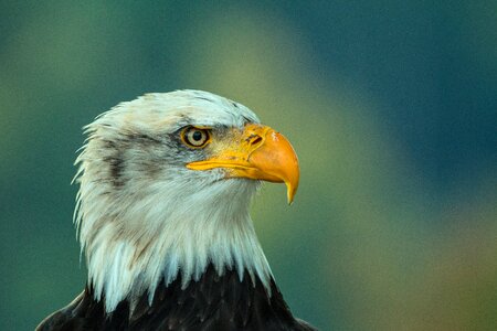 Raptor bird of prey bird