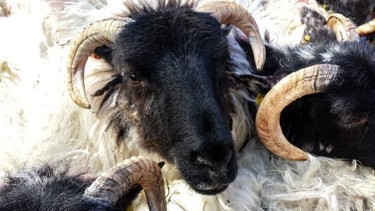 Wool lamb ram photo
