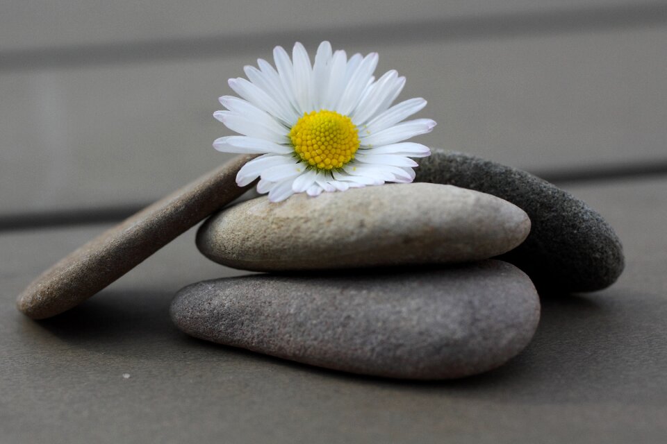Daisy close up flower