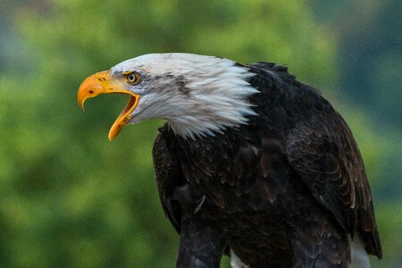 Raptor bird of prey bird
