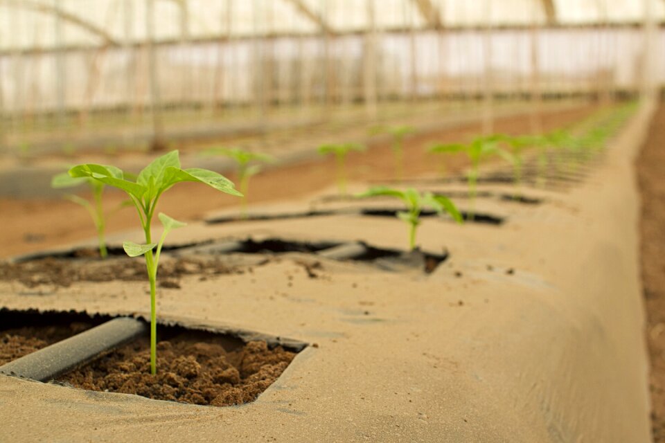 Power vegetables agricultural