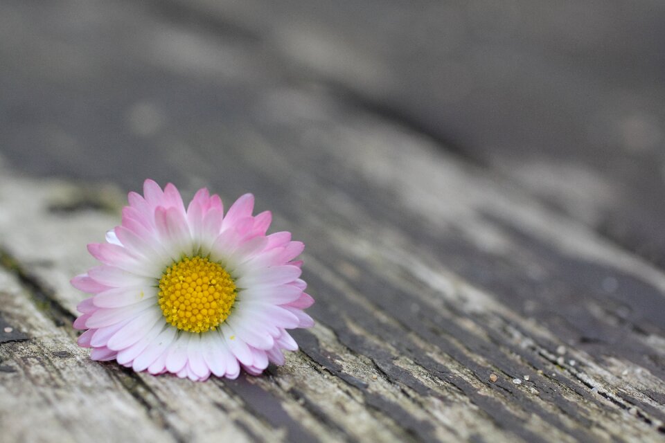 Flower blossom bloom