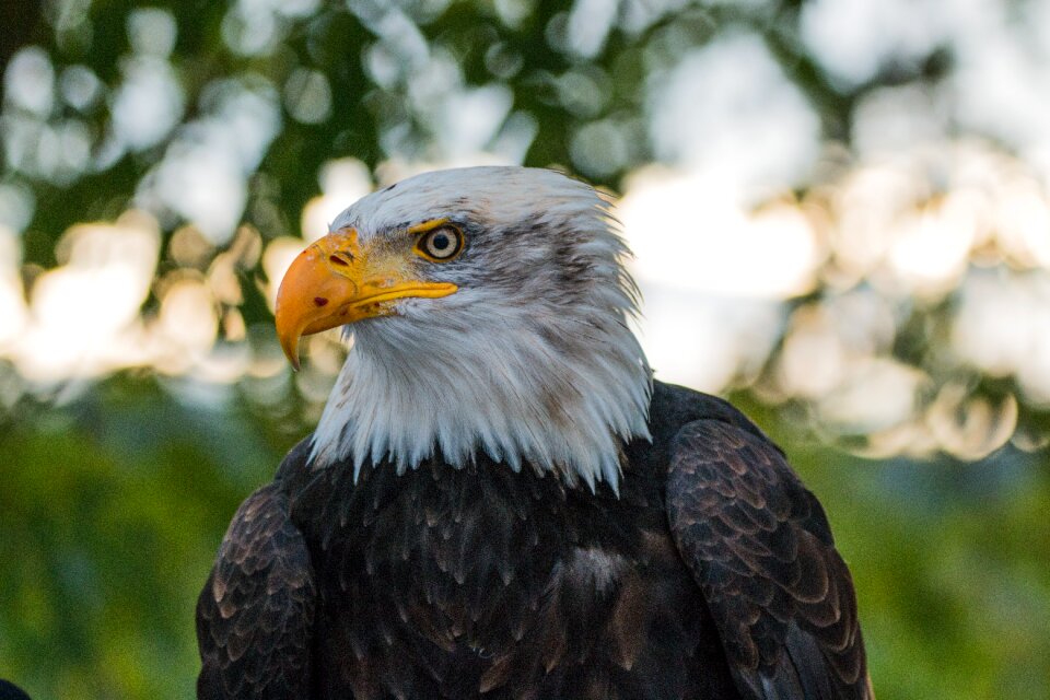 Raptor bird of prey bird