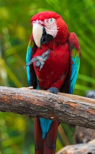 Tropical animal beak photo