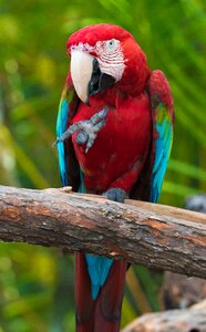 Tropical animal beak