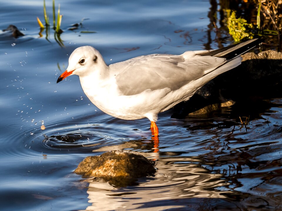 Bird nature animal
