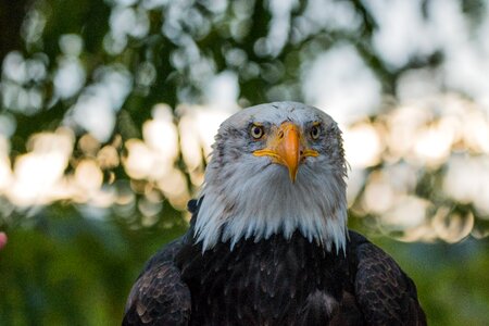 Raptor bird of prey bird