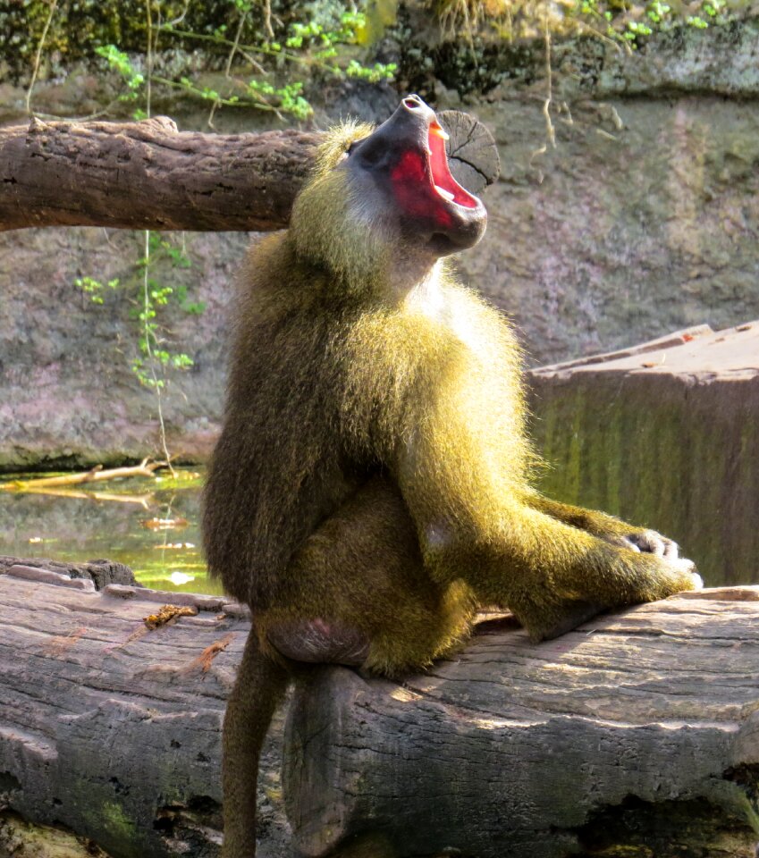 Tooth mammal sitting