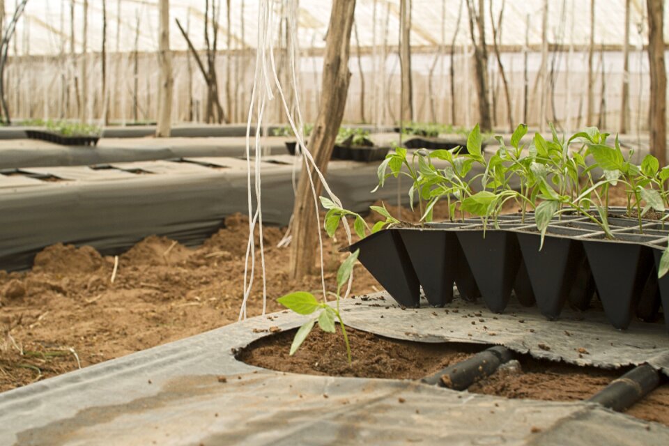 Power vegetables agricultural