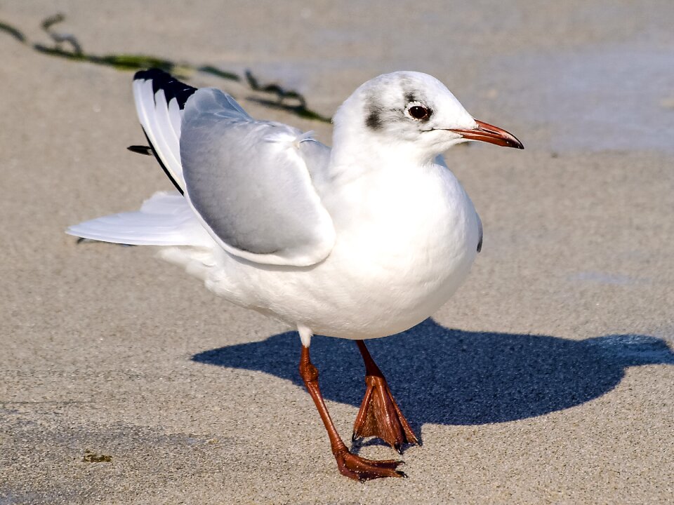 Bird nature animal