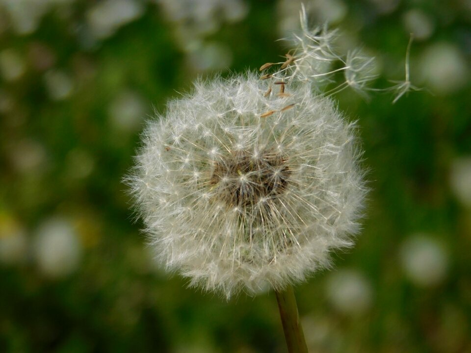 Nature prato flora