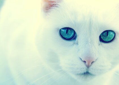 Cat green eyes white cat