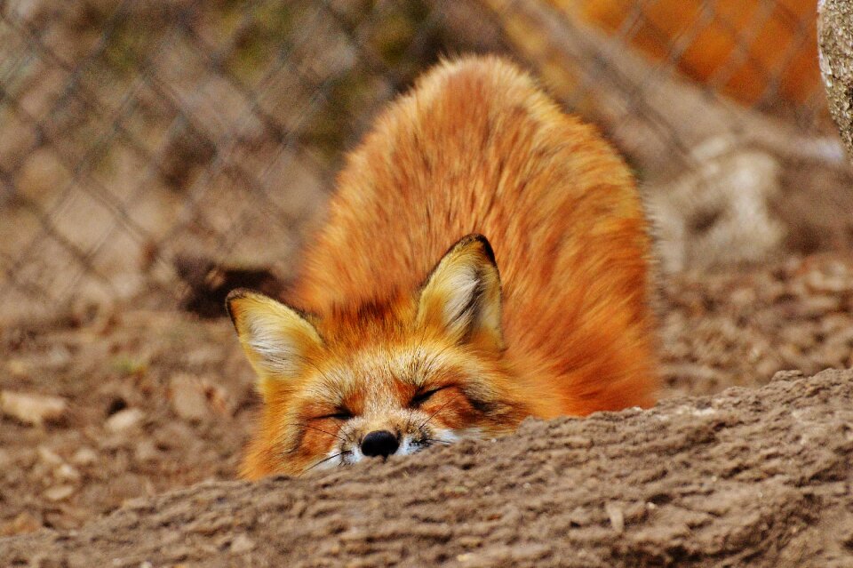 Nature animal world animal portrait