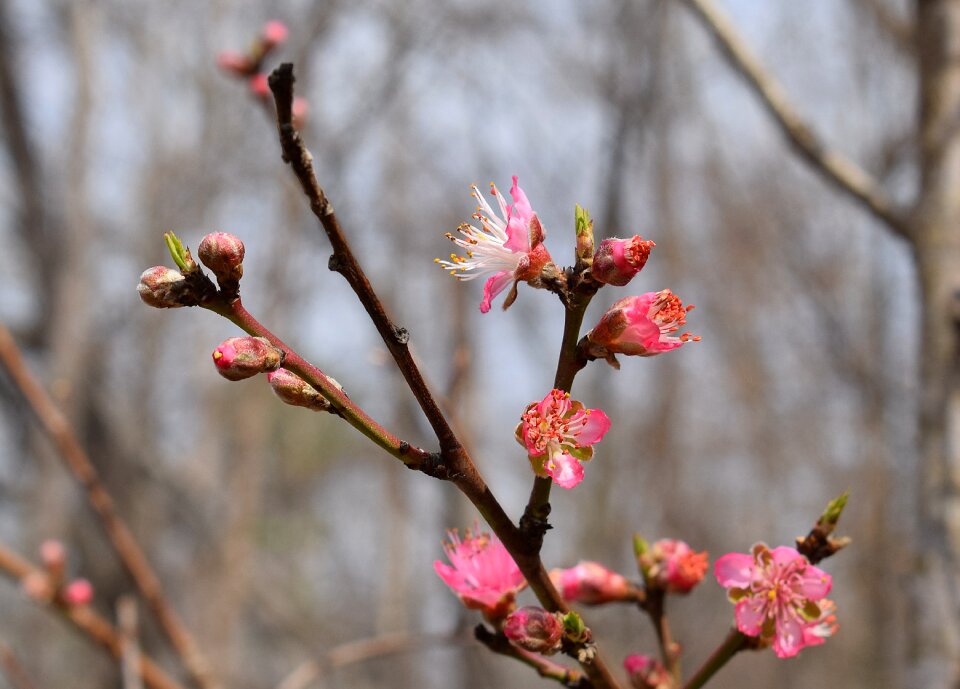 Flower bloom spring photo