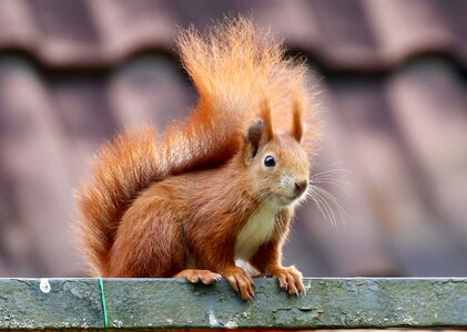Nager nature animals