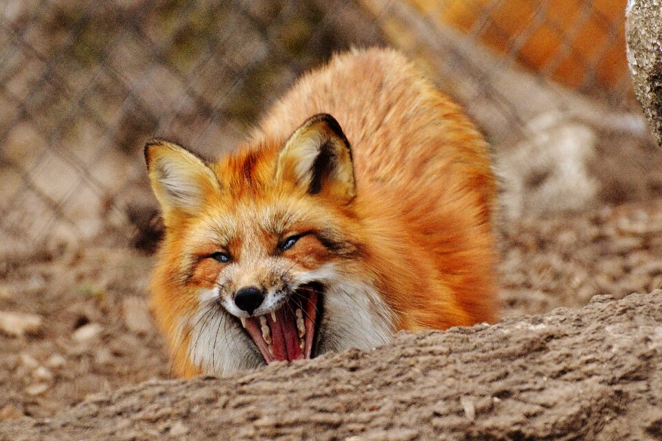 Nature animal world animal portrait