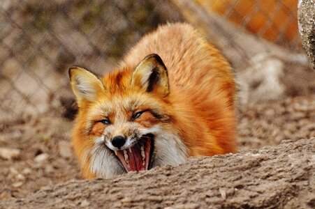 Nature animal world animal portrait