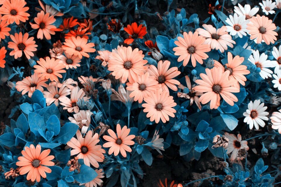 Plant small fresh the scenery