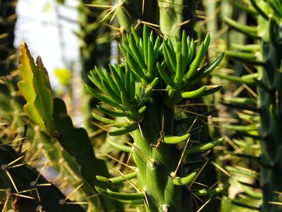 Thorns spice cacti