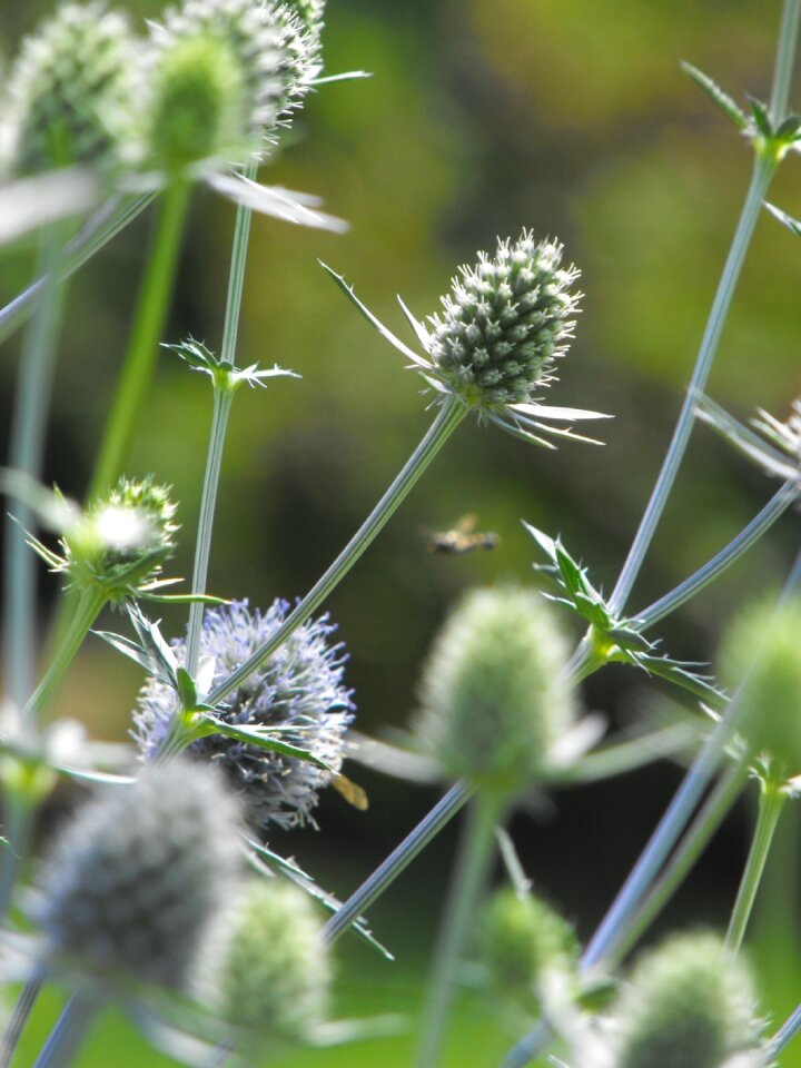 Plant nature garden