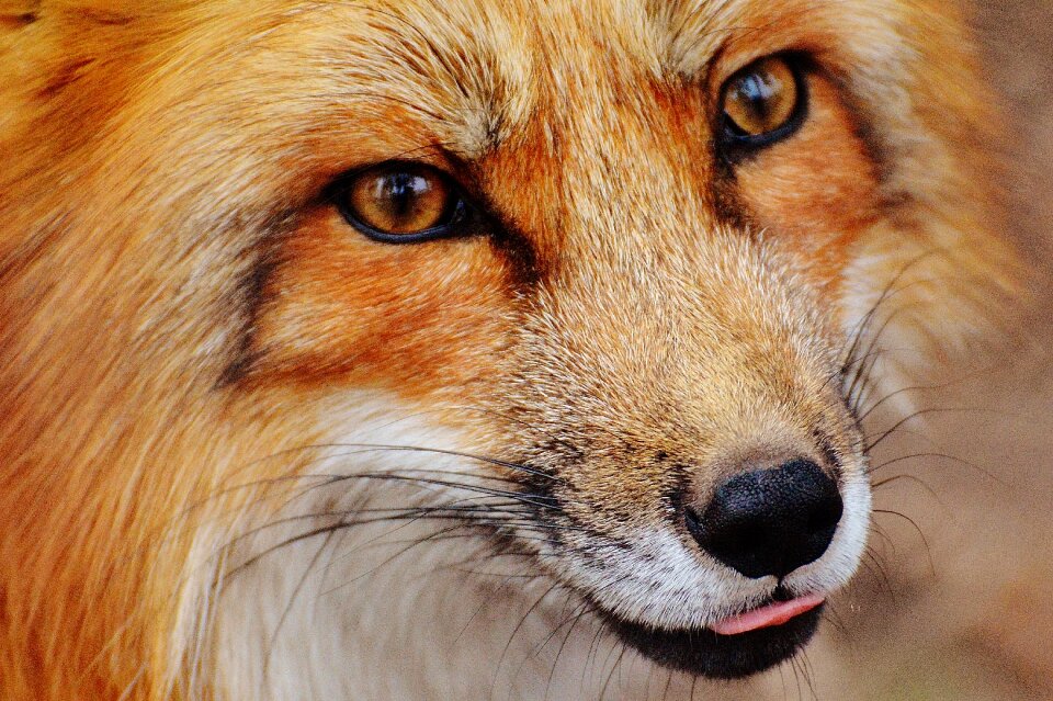 Nature animal world animal portrait