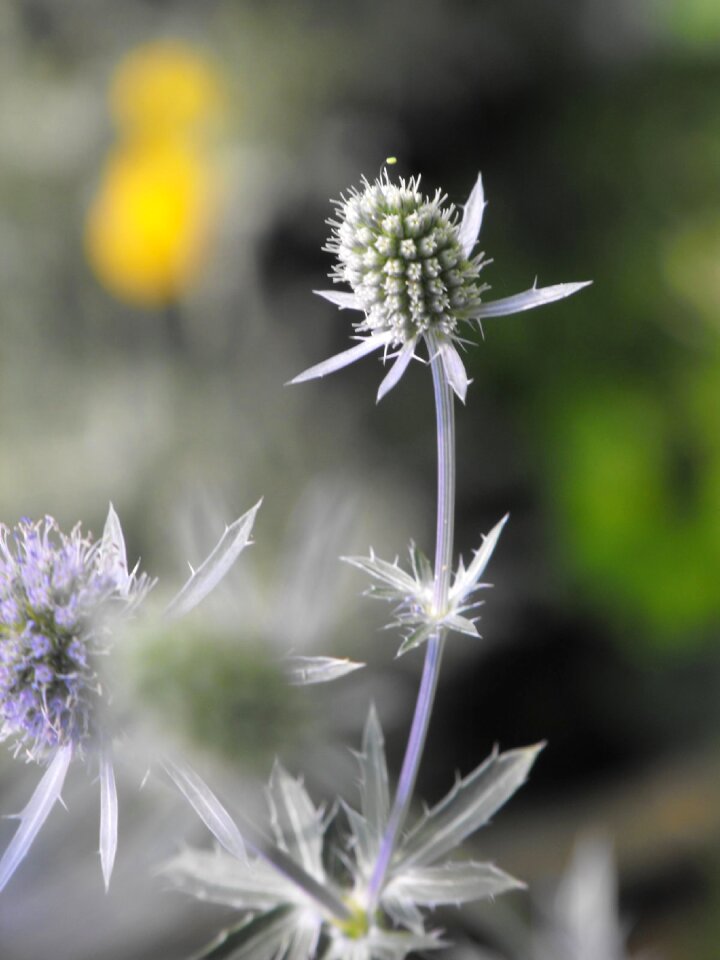 Plant nature garden