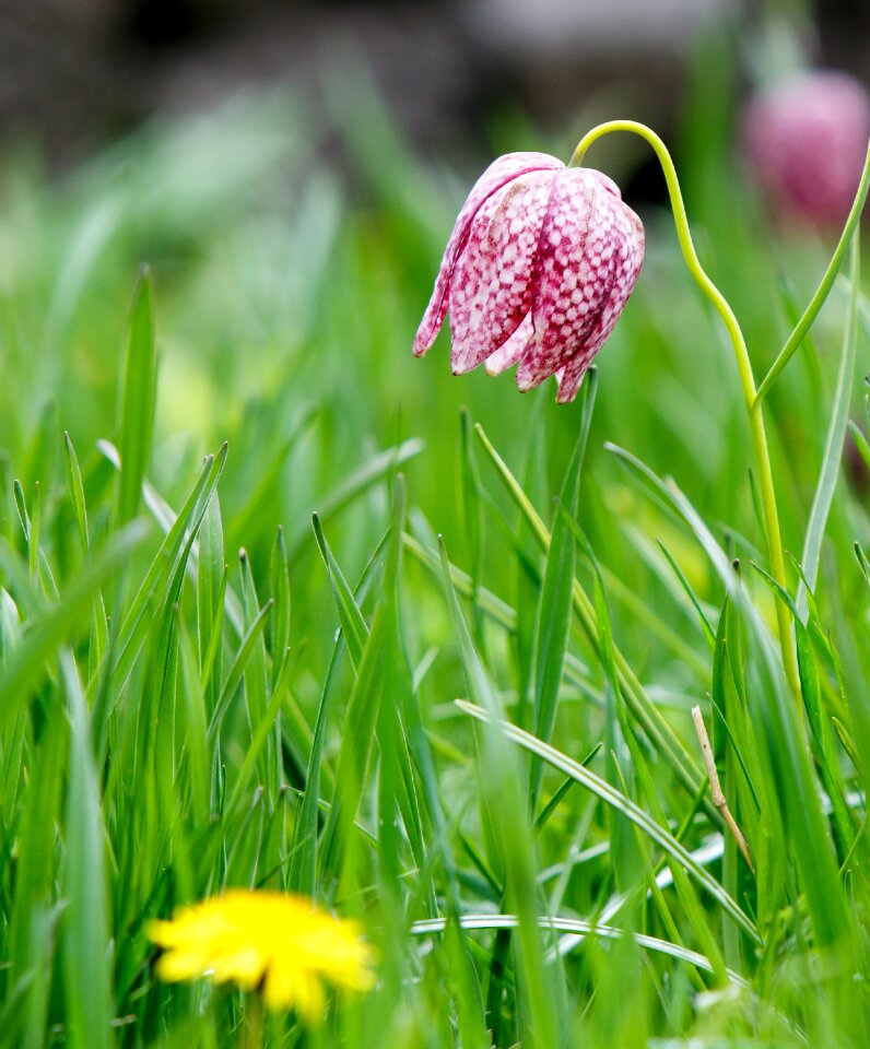 Fritillary plant purple