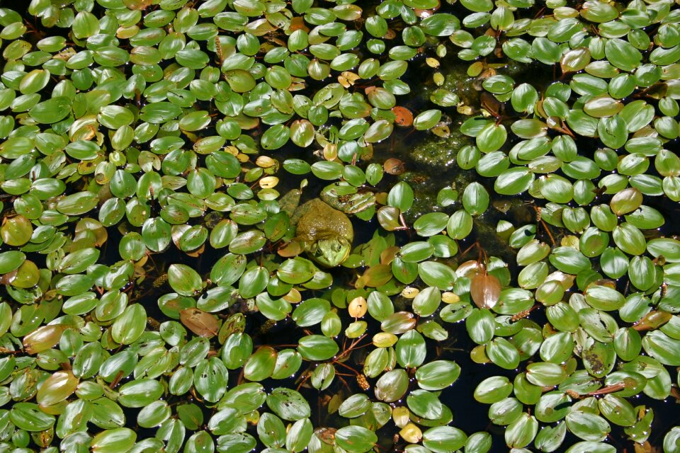 Lake green nature