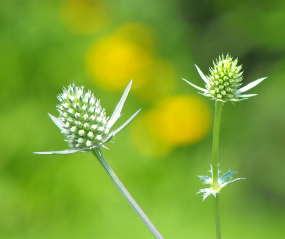 Plant nature garden