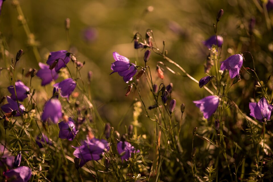 Purple pointed flower nature