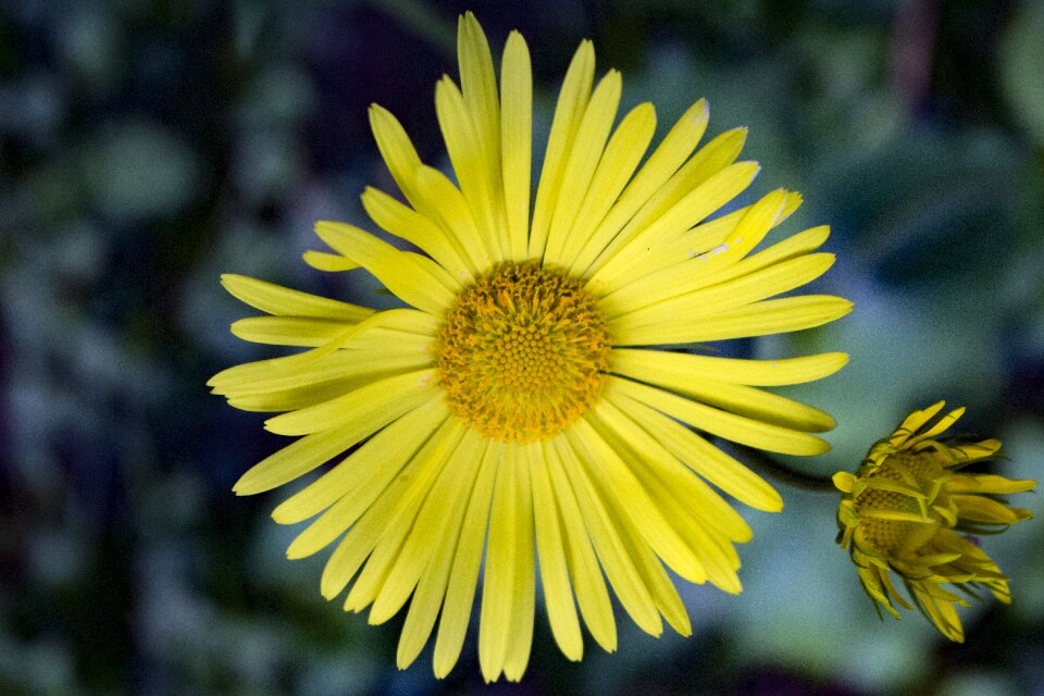 Green spring wildflower