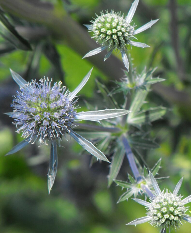 Plant nature garden