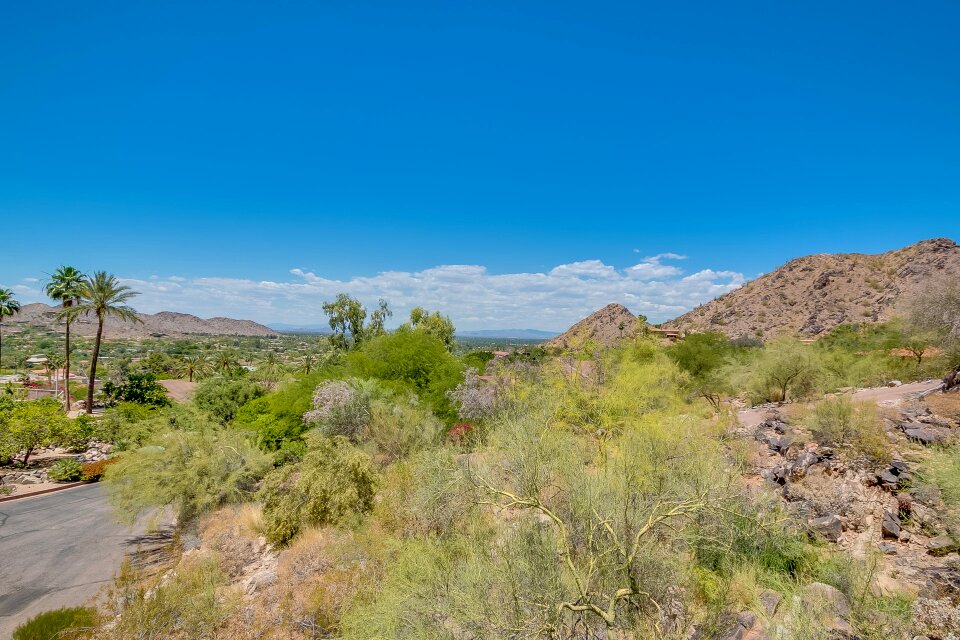Desert plants blue skies paradise valley