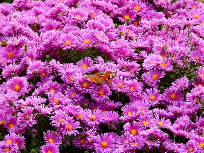Plant butterfly background