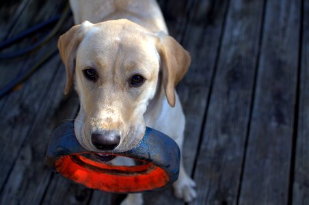 Labrador mammal pet