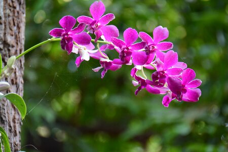 Spider webs the green flowers photo