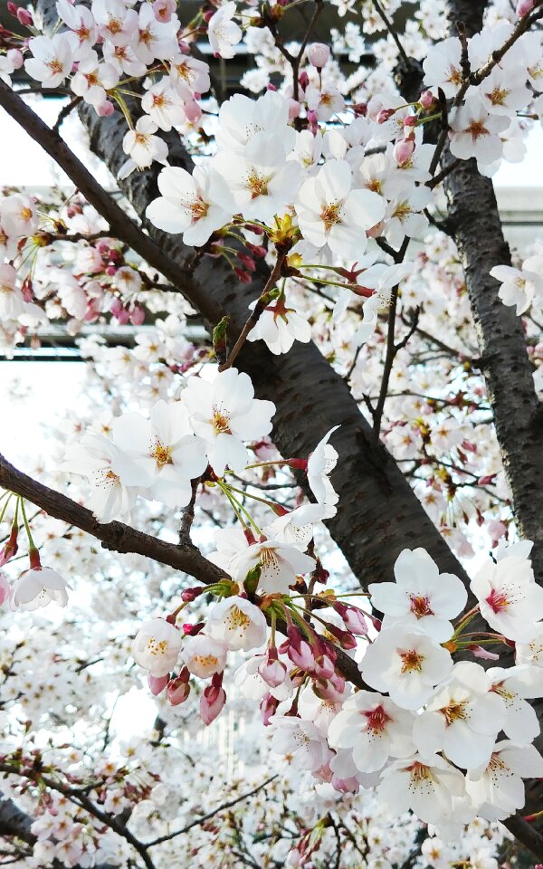 White flower flower tree spring