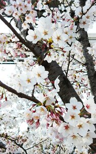 White flower flower tree spring