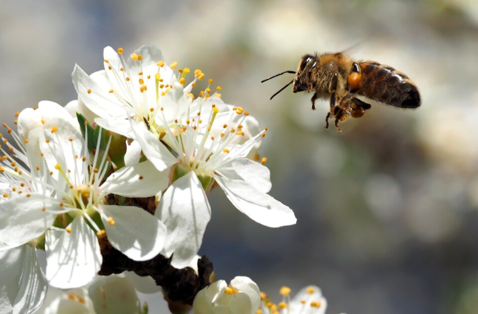 Insect blossom bloom
