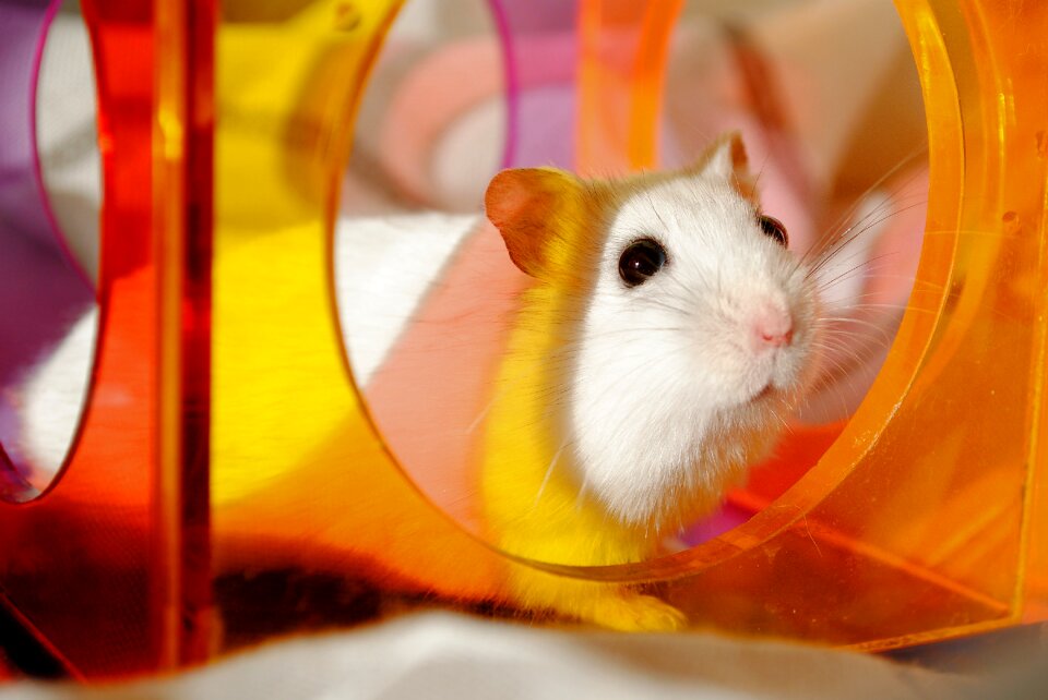 Rodent domestic animal colorful