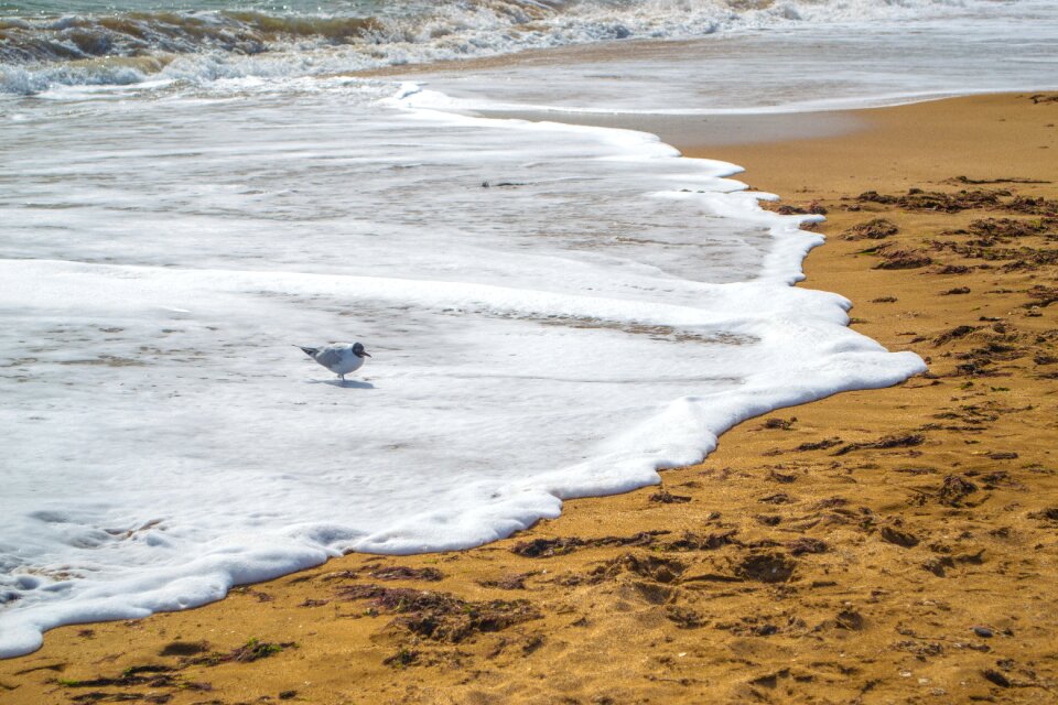 Sand seagull theodosius