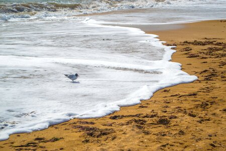Sand seagull theodosius
