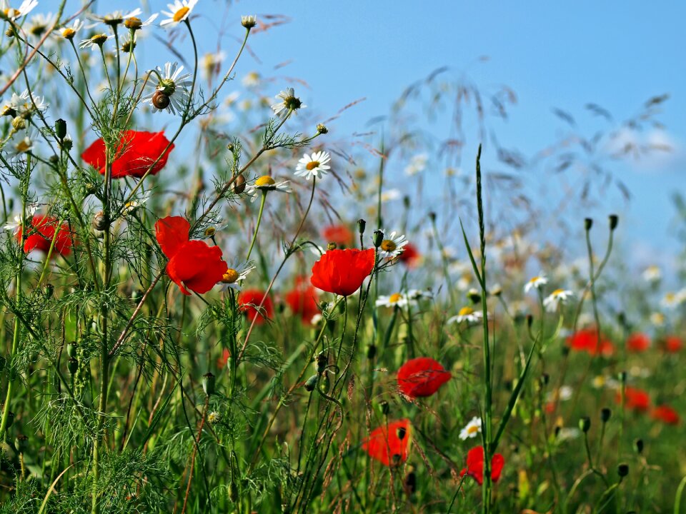 Poppies rain agriculture