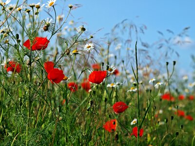 Poppies rain agriculture