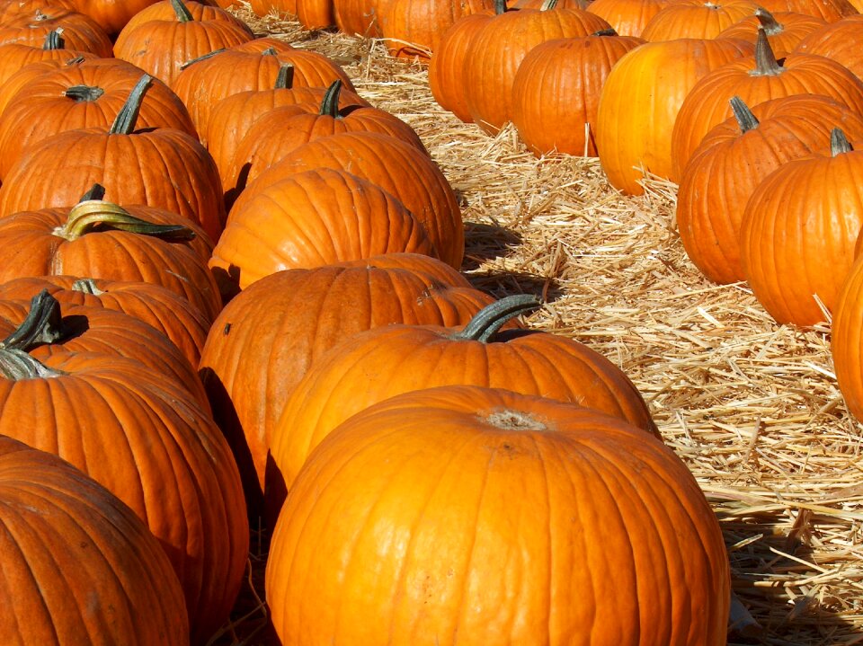 Halloween pumpkin harvest