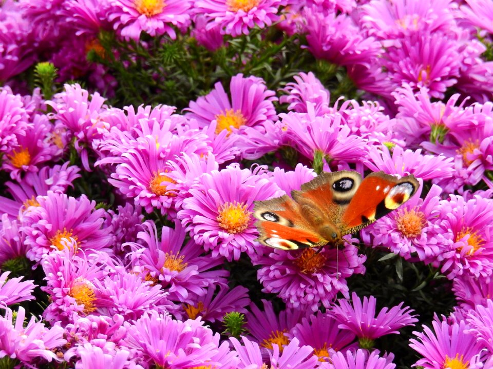 Plant butterfly background