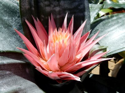 Bloom nature plant